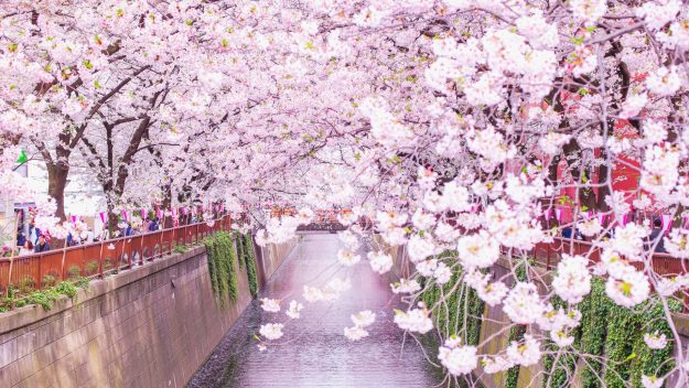 Giappone_hanami